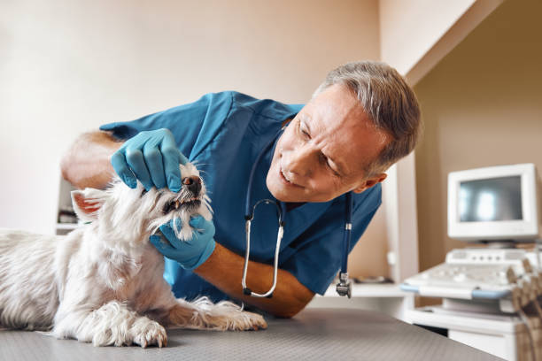 Best Emergency Treatment for Dental Infections or Abscesses in Helotes, TX